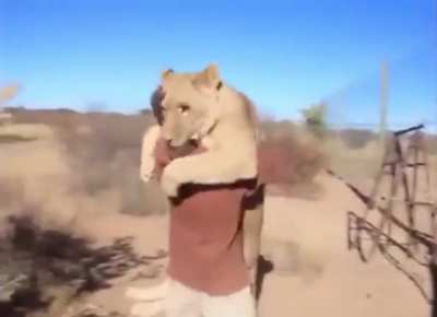 MaN gEtS vIcIoUsLy MaUlEd By LiOn