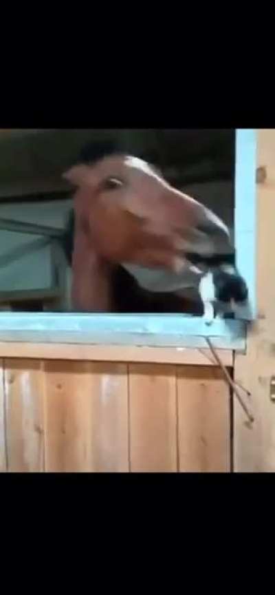 Cat go bye bye