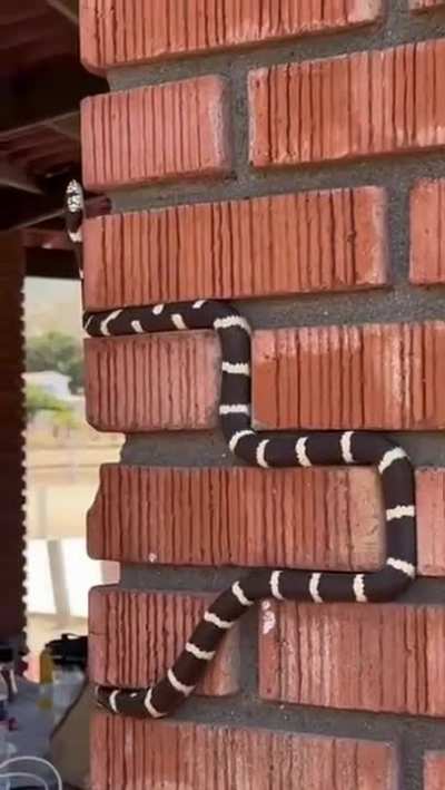 Snake climbing up a wall. 