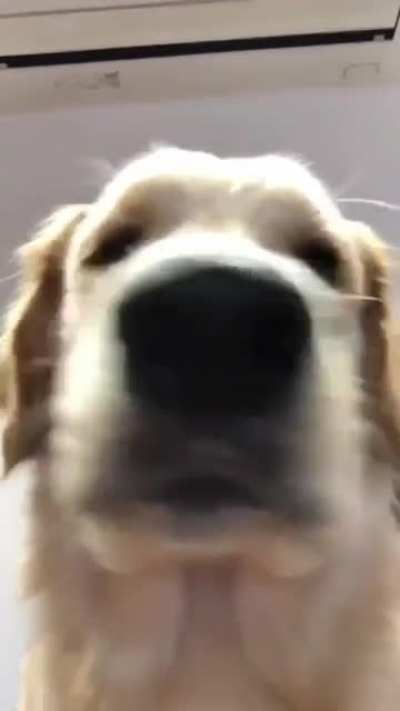 If you&rsquo;re having a bad day, here&rsquo;s a kiss from Kelso