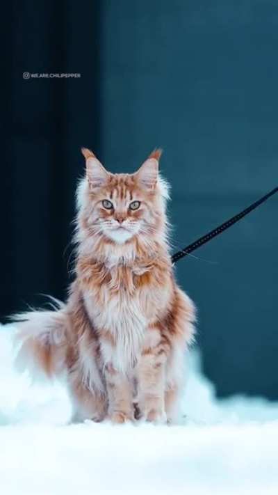 Beautiful cat queen