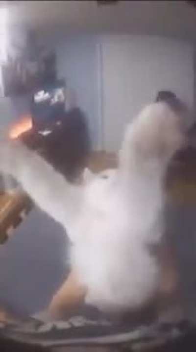 Catto dance