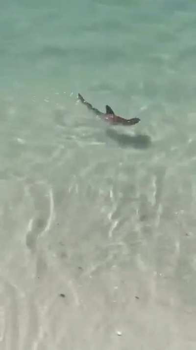 🔥 Adorable baby Hammerhead Shark, swimming in the Florida surf.