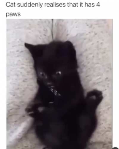 chewbaccat