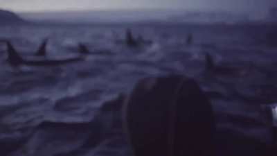 🔥 the largest gathering of Orcas ever filmed, Norway