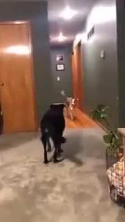 Young dog lays toys for older dog so it can join the fetch