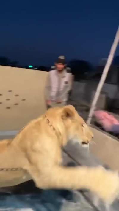 Guy shows off his pet Lion to his buddy.. doesn&rsquo;t go great..