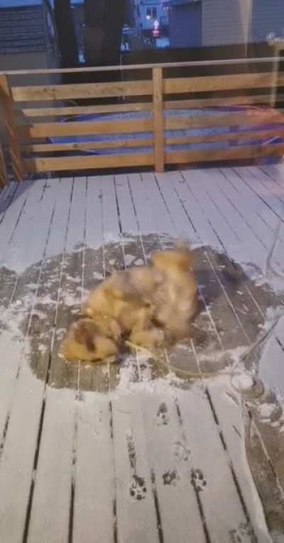 Someone's happy that the snow's back