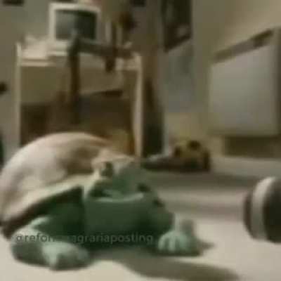Tortuga