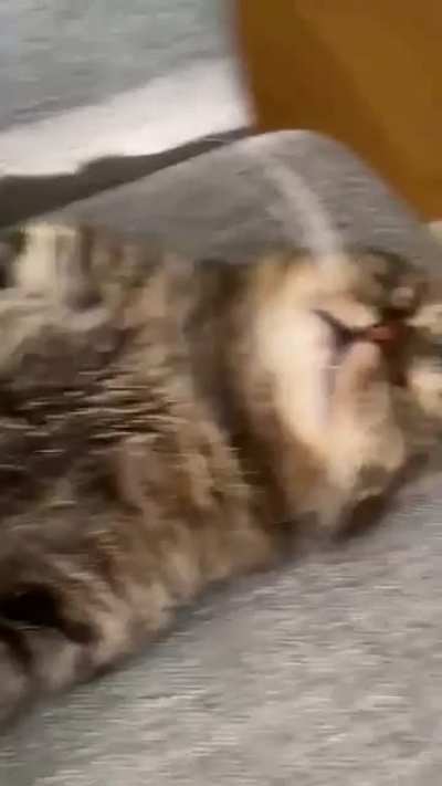 You okay there friend? He's fine. He just sleeps weirdly. Also currently on a diet to not be so much...chonk