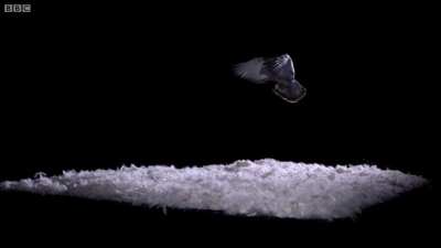 This experiment showed why Owls don't make a lot of sound when flying
