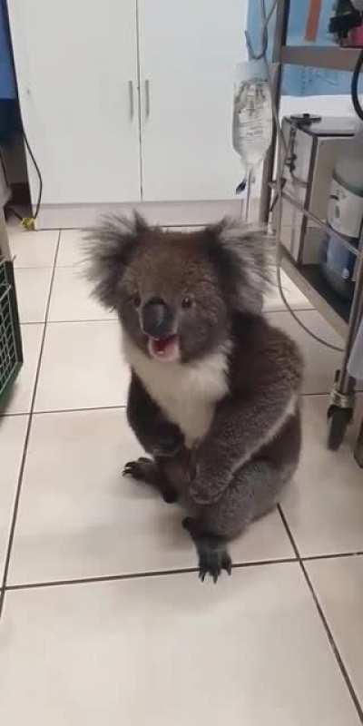 Getting the chlamydia vaccine at the vet