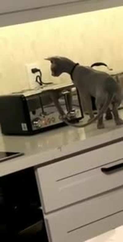 Cat with a Toaster