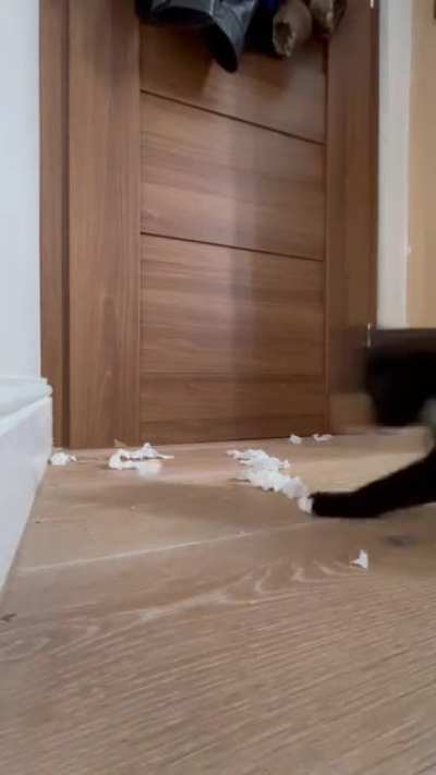 Epic angle on my cat getting startled during play