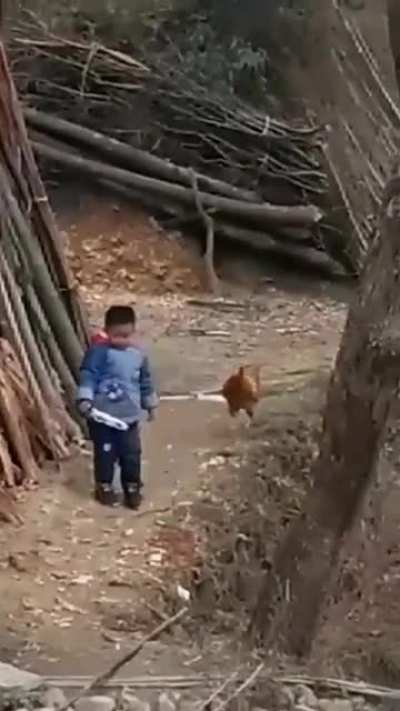 Chicken fight