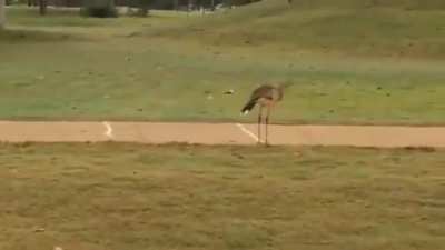 This bird has just discovered that golf balls bounce on concrete and he&rsquo;s absolutely loving it