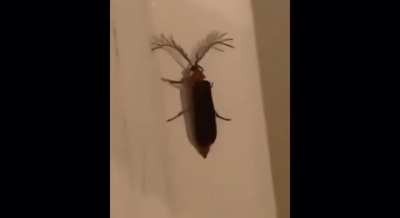 omg 😳 kda kha&rsquo;zix leaked