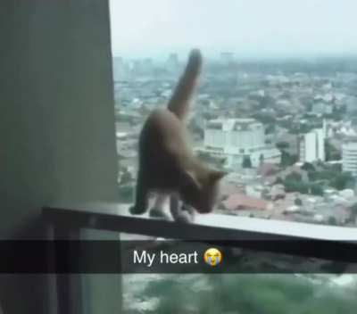 Omg kitty nooooo