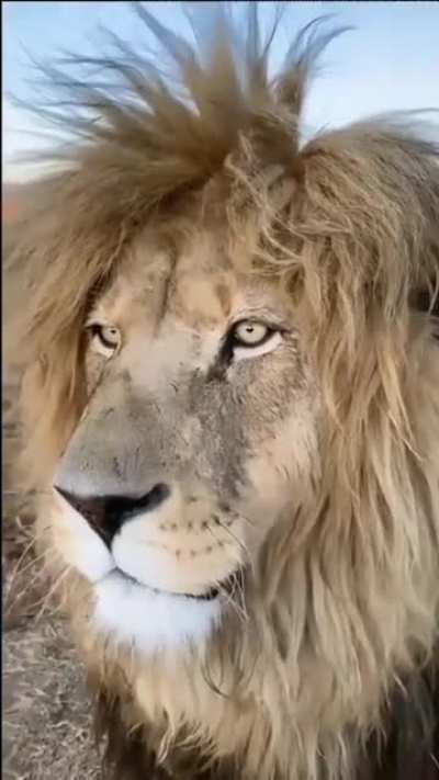 What a stunning big cat!