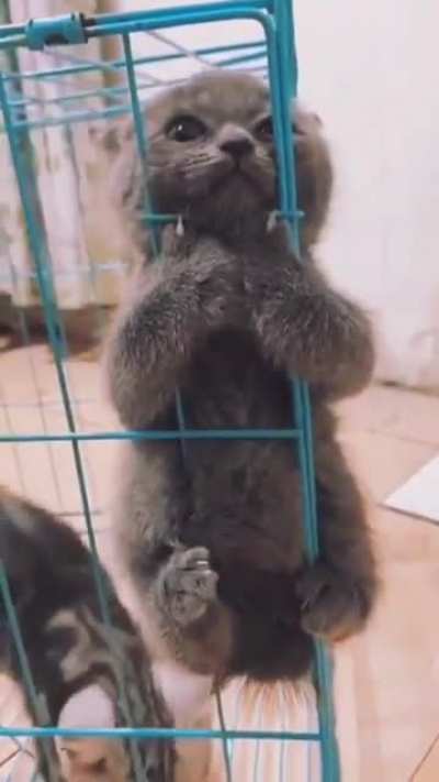 "Please let me out 🥺"