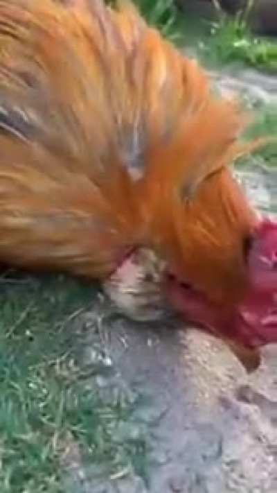 Spooky rooster
