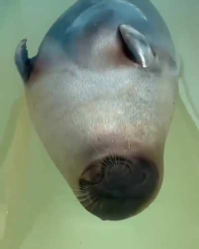 Water potato