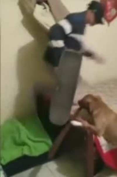 What da dog doing?