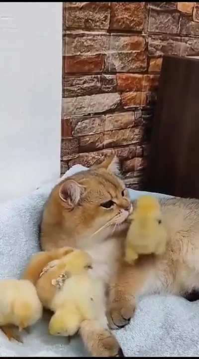 You are not their mother