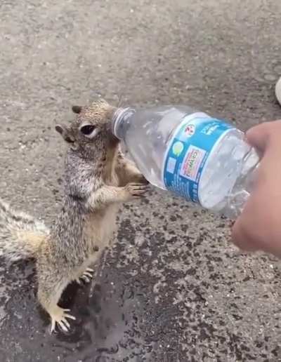 This guy&rsquo;s squirrel taming skills are on point