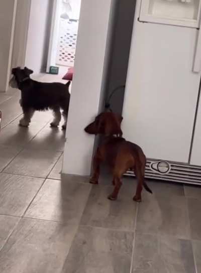 Doggos playing hide and seek