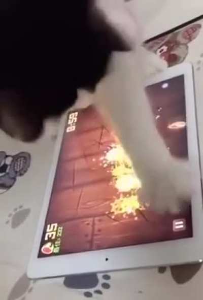 Fruit Ninja Cat