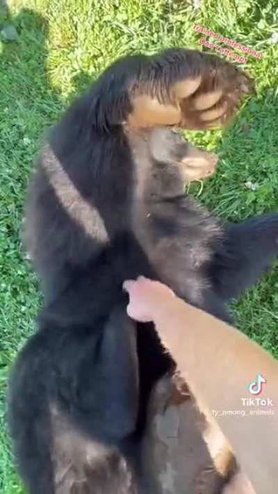 Are bears ticklish