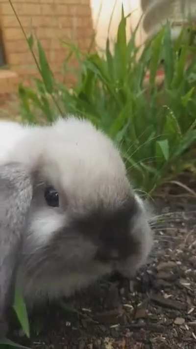 Patrick loves grass