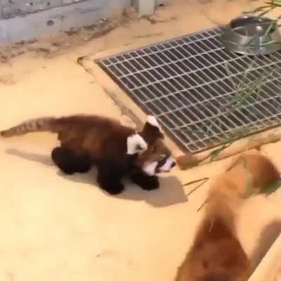 look at the fluffy baby jump !