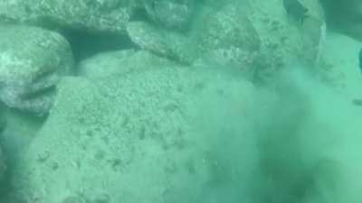 Octopus outsmarted the moray eel