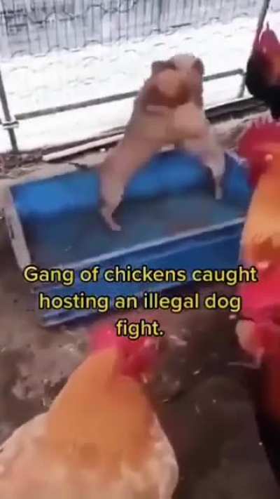 underground fight 