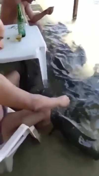 Cari&ntilde;osos los perros en Veracruz.
