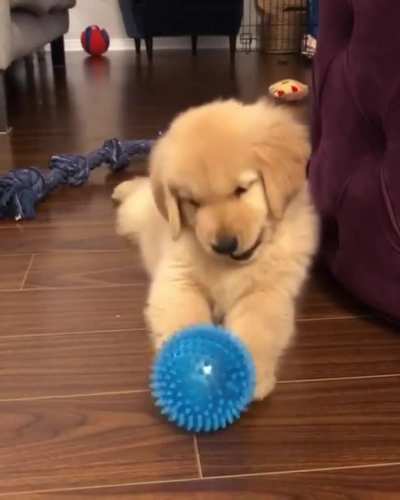woof_irl