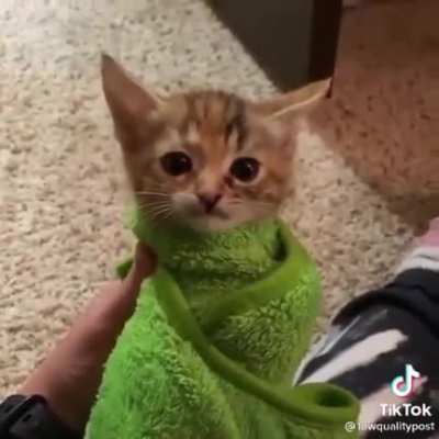 Kitten suddenly realises it&rsquo;s destiny