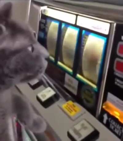 Gambling cat 