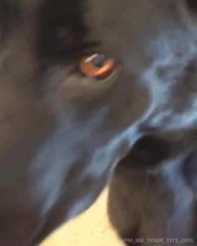 Navy Seals Dog