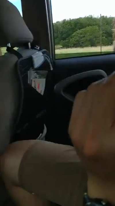 Ostrich steals food from Asians