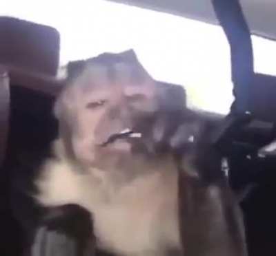 Monkey 🙏🕊