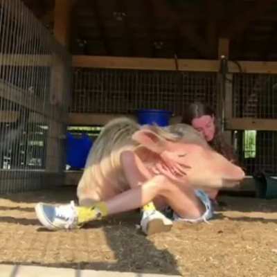 A happy lapcow