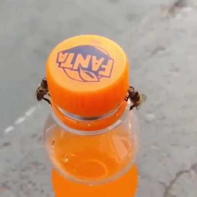 To protect the soda from bees