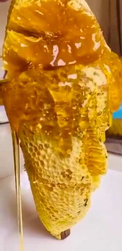 дикий мёд из дупла