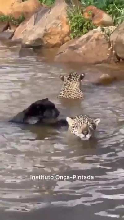splish splash, big cats take a bath