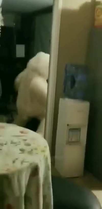 Bear with me