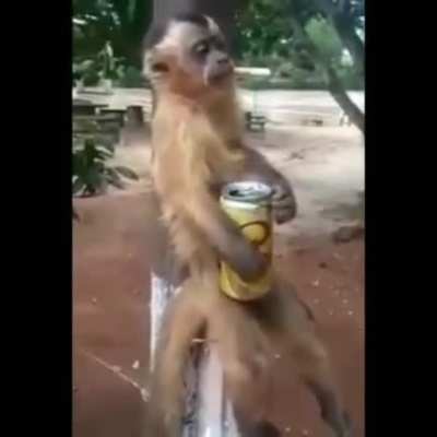 MUCALOL em Live: 