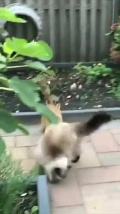 Kitty Surprise Attack!!